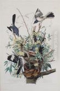 The Mocking Bird by John James Audubon