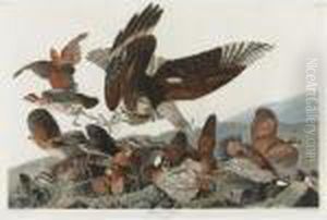 Virginia Partridge (plate 76) by John James Audubon