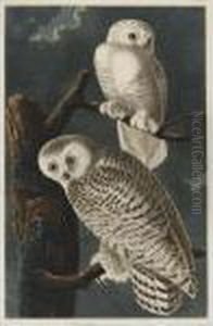 Snowy Owl (plate Cxxi) by John James Audubon