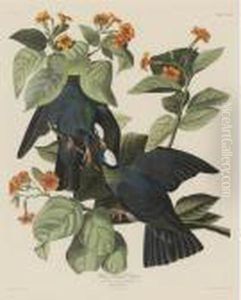 White-headed Pigeon (plate Clxxvii) by John James Audubon