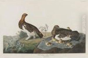 Willow Grous Or Large Ptarmigan (plate Cxci) Willow Grous Or Large Ptarmigan (plate Cxci)