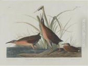 Virginia Rail (plate Ccv)