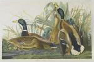 Mallard Duck (plate 385)