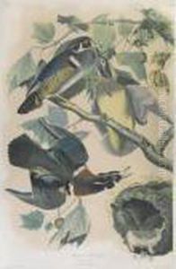 Summer Or Wood Duck (plate 391) by John James Audubon