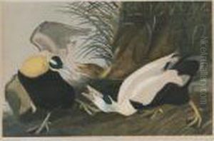 Eider Duck (plate 405) Eider Duck (plate 405)