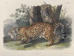 The Jaguar (plate Ci) by John James Audubon