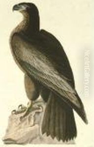 The Bird Of Washington Or Great American Sea Eagle (plate 11) by John James Audubon