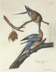 Passenger Pigeon (plate 62)
Columba Migratoria Passenger Pigeon (plate 62)
Columba Migratoria