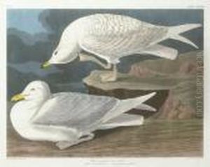 White-winged Silvery Gull (plate Cclxxxii)
Larus Leucopterus