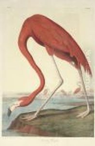 American Flamingo (plate 375)
Phoenicopterus Ruber