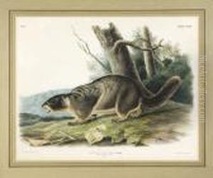 Yellow Bellied Marmot.