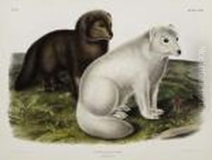 Arctic Fox. Plate Cxxi.