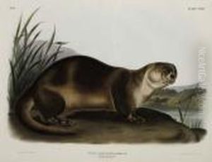 Canada Otter - Male. Plate Cxxii.