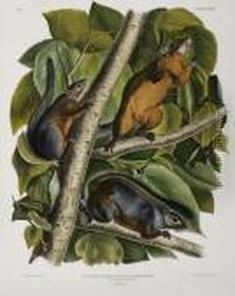 Red-bellied Squirrel. Plate Xxxviii. - view 1