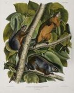 Red-bellied Squirrel. Plate Xxxviii. Red-bellied Squirrel. Plate Xxxviii.
