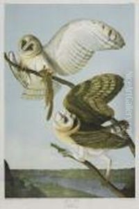 Barn Owl. Plate 34. Barn Owl. Plate 34.