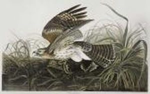 Winter Hawk. Circus Hyemalis. Plate 71.