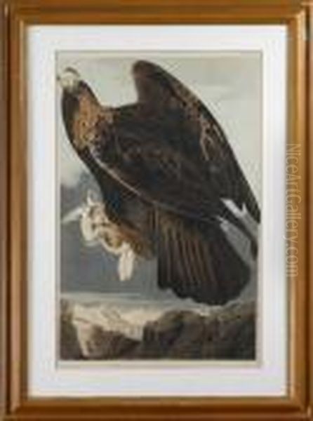 Golden Eagle - view 1