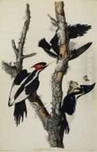 Ivory-billed Woodpeckerhand-colored Engraving And Aquatint