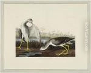Tell-tale Godwit Or Snipeh by John James Audubon