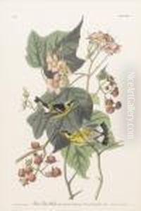 Black And Yellow Warbler by John James Audubon