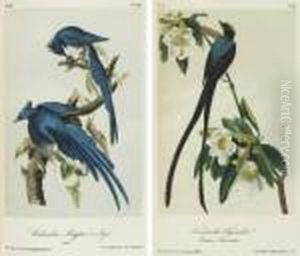 The Birds Of America, From Drawings Made In The United States And Their Territories by John James Audubon