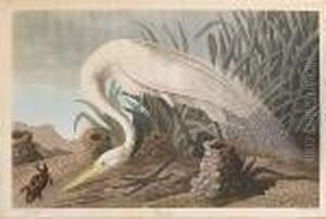 White Heron by John James Audubon