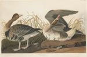 White-fronted Goose, Anser Albifrons (pl. Cclxxxvi)