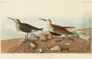 Red Backed Sandpiper. Tringa Alpina (pl. Ccxc) by John James Audubon