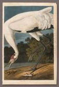 Hooping Crane. Grus Americana. Adult Male (pl. Ccxxvi)