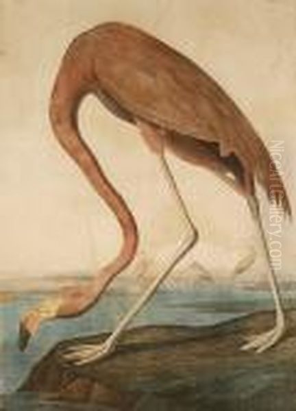 American Flamingo (pl. 375) - view 1