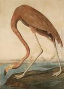 American Flamingo (pl. 375)