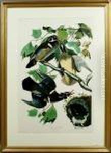 Summer Or Wood Duck by John James Audubon