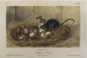 And John Bachman by John James Audubon