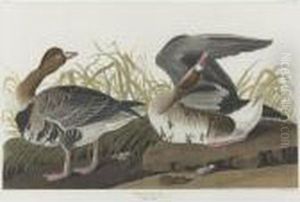 White-fronted Goose (plate Cclxxxvi) by John James Audubon