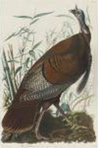 Wild Turkey...male (plate I) by John James Audubon
