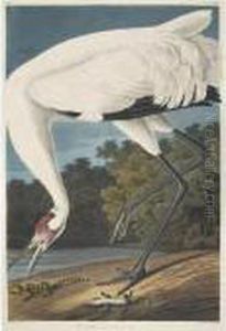 Hooping Crane (plate Ccxxvi) by John James Audubon