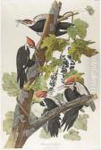 Pileated Woodpecker (plate Cxi)