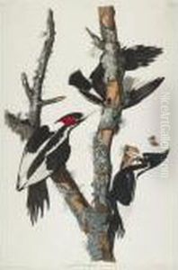 Ivory-billed Woodpecker (plate Lxvi) Ivory-billed Woodpecker (plate Lxvi)
