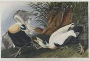 Eider Duck (plate Ccxlvi) by John James Audubon