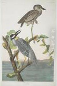 Yellow-crowned Heron (plate Cccxxxvi) by John James Audubon
