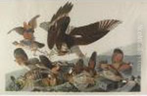 Virginia Partridge (plate Lxxvi)
