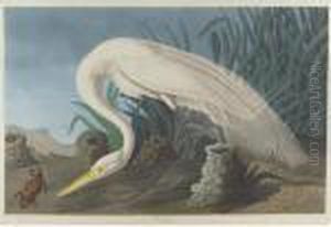 White Heron (plate Ccclxxxvi)