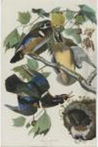 Summer Or Wood Duck (plate Ccvi) by John James Audubon