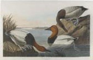 Canvas-backed Duck (plate Ccci) by John James Audubon
