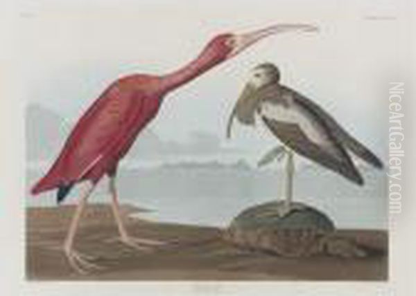 Scarlet Ibis (plate Cccxcvii) - view 1