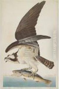 Fish Hawk Or Osprey (plate Lxxxi)