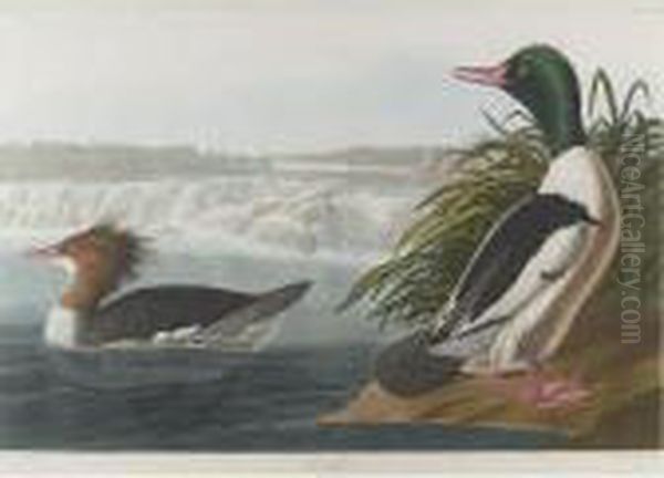 Goosander (plate Cccxxxi) - view 1