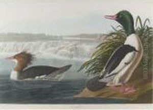 Goosander (plate Cccxxxi) by John James Audubon