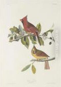 Cardinal Grosbeak (plate Clix) Cardinal Grosbeak (plate Clix)